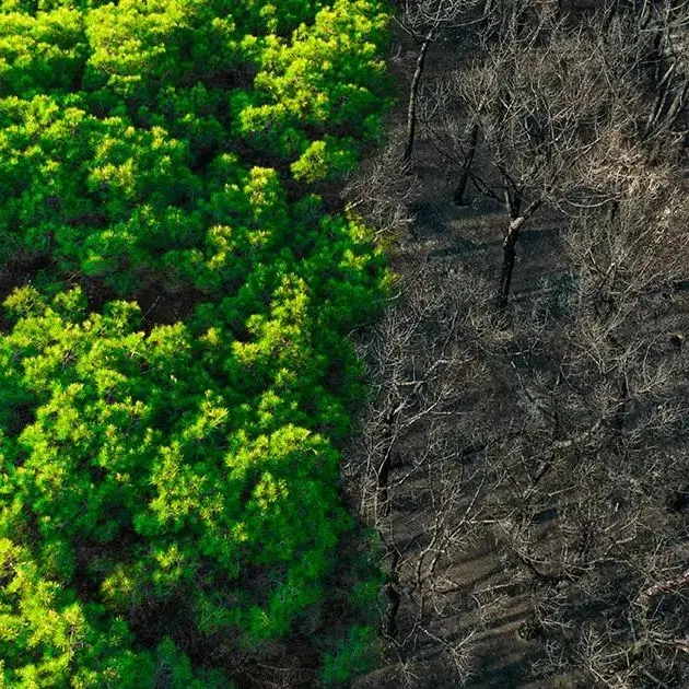 Immagine dall'alto di una foresta per metà con alberi rigogliosi e metà con alberi secchi e bruciati