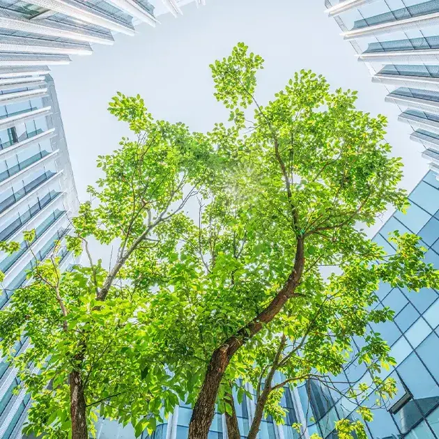 Albero con sfondo di grattacieli