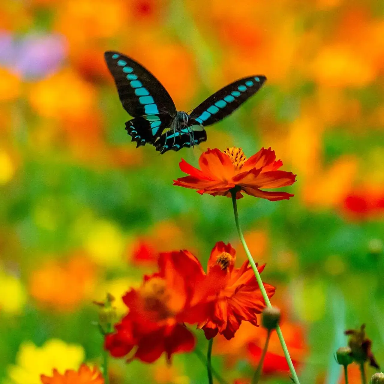 farfalla azzurra e nera che si appoggia sopra un fiore rosso